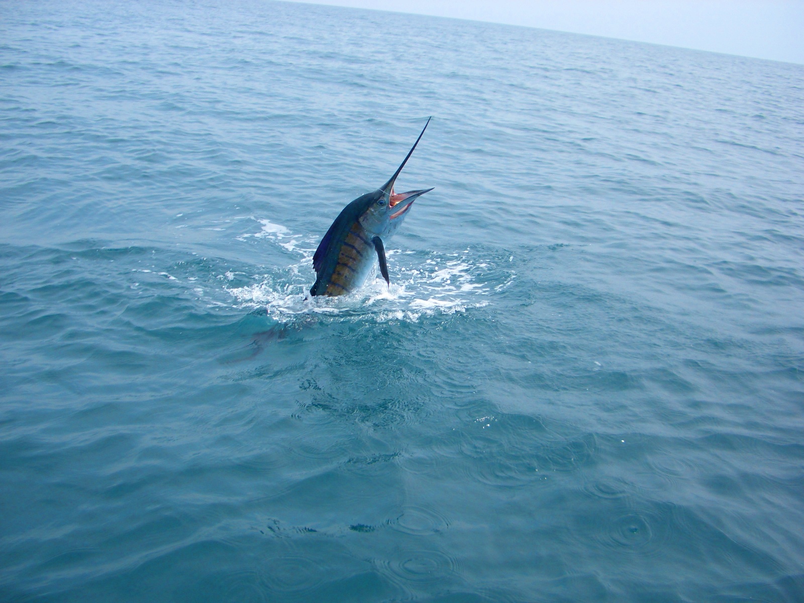 マレーシア・セイルフィッシュ フィッシングツアー専門旅行会社｜フィールドゲート